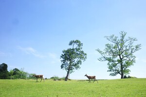 新緑　飛火野.jpg