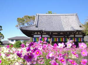 202409blog 秋桜.JPG