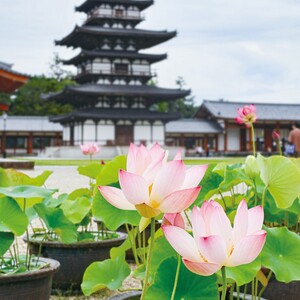 蓮 薬師寺.jpgのサムネール画像