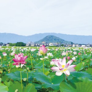 蓮　藤原京跡.jpg