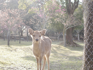 梅・鹿01.JPG